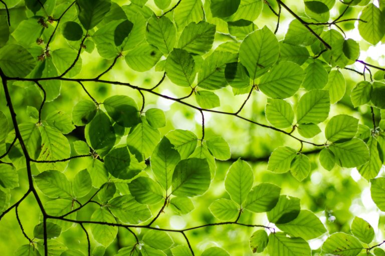 Fair Finance Week: Nachhaltige Angebote aus dem Mainstream – mehr Marketingstrategie als Wirkung?