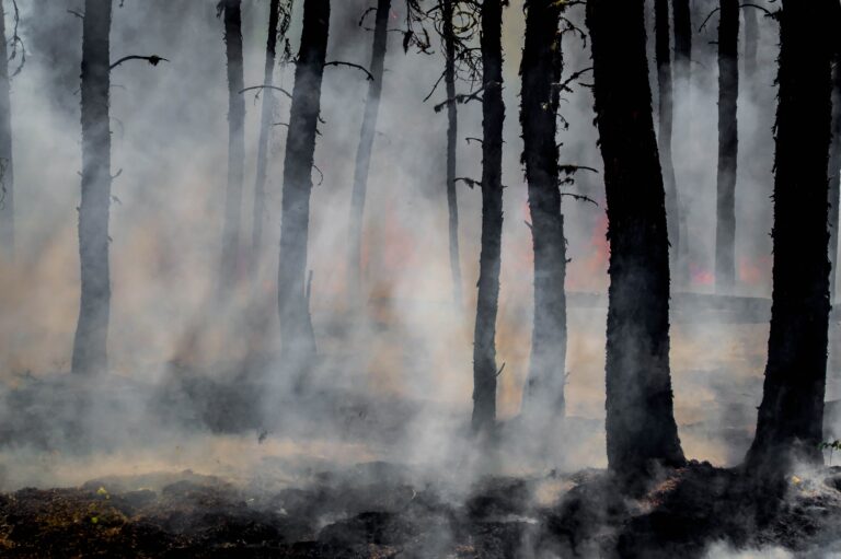 Zunahme von Waldbränden stellt Permanenzrisiko für globale Kohlenstoffmärkte dar