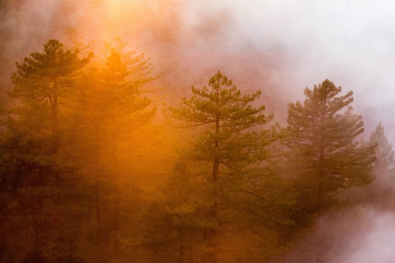 Waldbrände – unterschätztes Risiko im Portfolio und Brandbeschleuniger des Klimawandels
